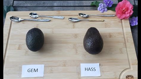 Blind Taste Test Of A Gem Avocado Vs Hass Avocado Winner Is Youtube