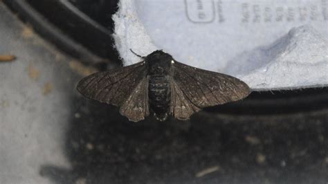 Peppered Moth Melanic Form Derek Brown Flickr