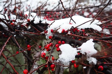 Cotoneaster Gespreizt Cotoneaster Divaricatus Cotoneaster Ist Eine