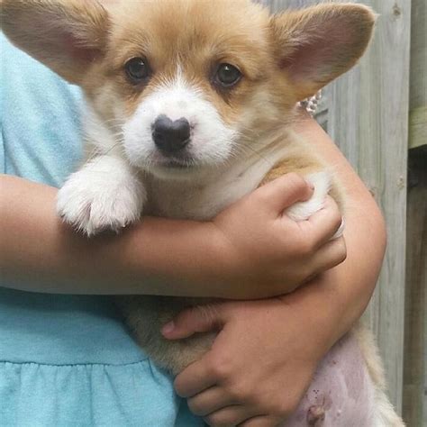 Meet Wallace The Corgi With A Heart Shaped Nose Who Loves To Hug All