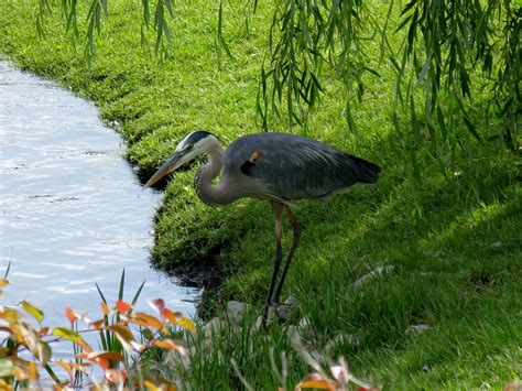 Feathers Fur and Flowers: Blue Heron