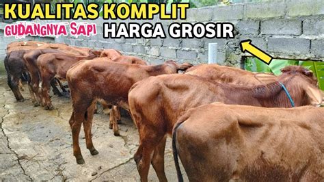 Gudangnya Sapi Harga Pedet Jantan Terbaru Pusat Pedetan Super