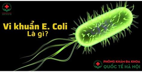 Vi Khuẩn E Coli Là Gì Gây Bệnh Gì Tác động Thế Nào đến Sức Khỏe