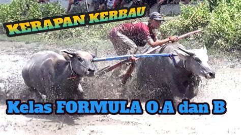 Kerapan Kerbau Kelas Formula O A B Harapan Youtube