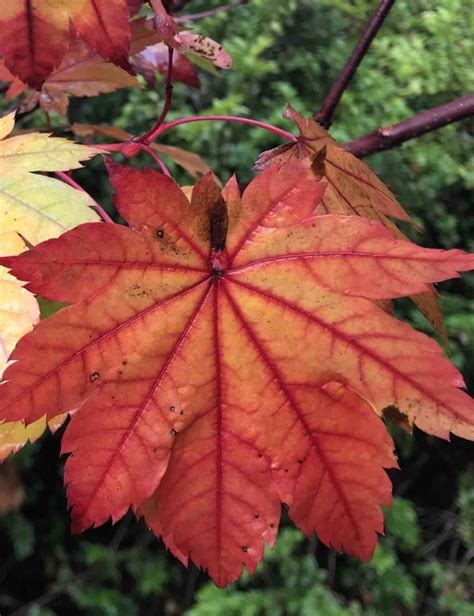 Acer Japonicum Vitifolium Rable Du Japon