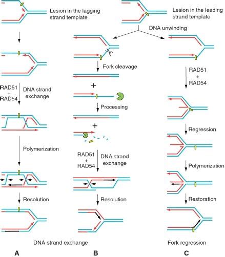 Possible Role Of Rad And Rad Proteins In Dna Lesion Bypass By