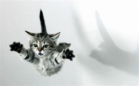 Leaping Kitten HD Wallpaper