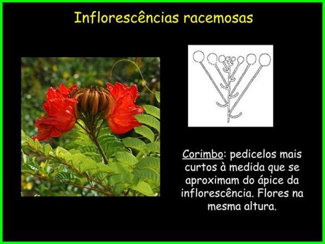 Morfologia Vegetal Da Infloresc Ncia Ppt