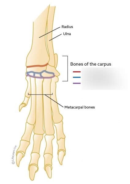 Diagram Of Carpus Joints Quizlet