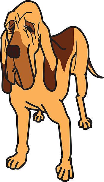 30 Bloodhound White Background Stock Illustrations Royalty Free