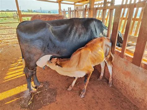 Vacas Leiteiras Gado De Leite Em Franca Farmby