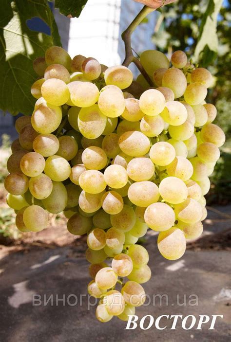 Виноград Восторг Описание Фото Отзывы – Telegraph