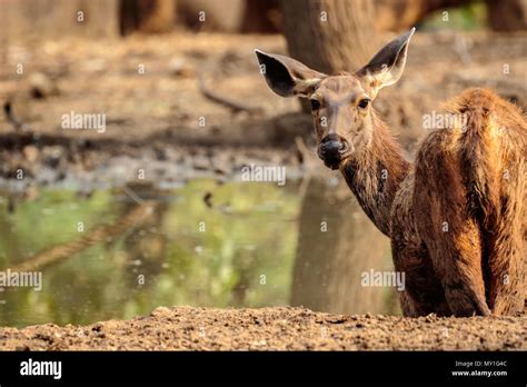 indian sambar deer Stock Photo - Alamy