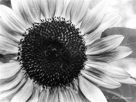 Black And White Photography Of Sunflowers