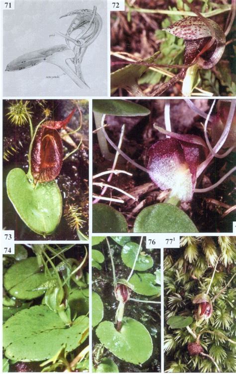 Colour Field Guide To The Native Orchids Of New Zealand Nhbs Field