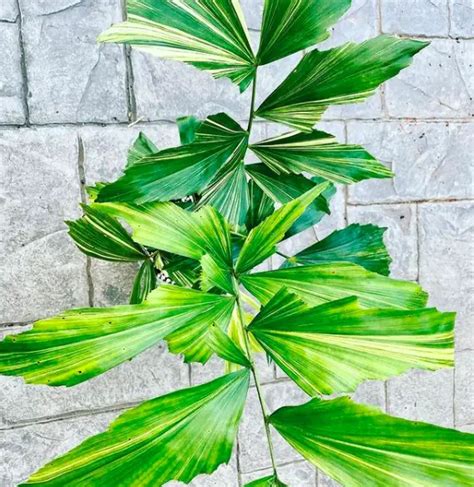 Fishtail Palm Plantcaryota Mitis Care How To Take Care And Grow