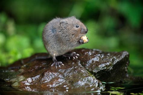 Voles Catseye Pest Control