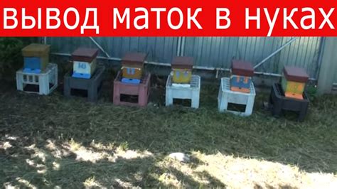 Вывод маток в нуклеусах. Контроль выхода маток - YouTube