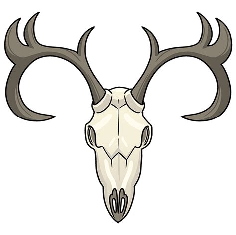 Deer Skull Wildlife Bone Taxidermy Antlers Png