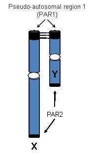 Sex Linked Inheritance BSCI222 Flashcards Quizlet
