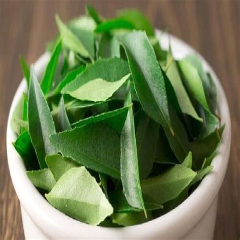 No Preservatives Natural Taste Healthy Organic Green Fresh Curry Leaves