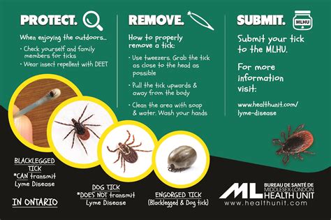 Ticks In Middlesex County Middlesex Centre