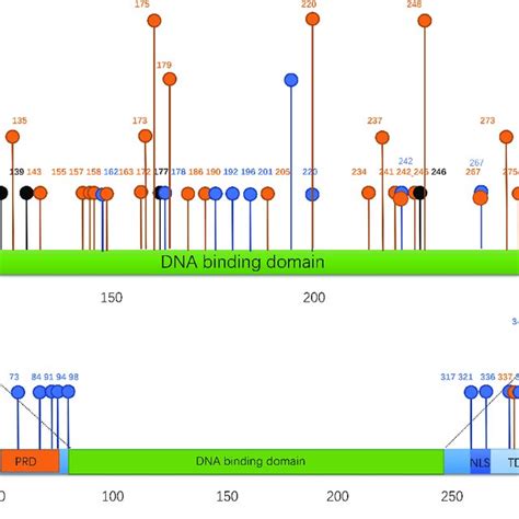 The Mutational Spectra Of TP53 In TP53 Mutated Patients Missense