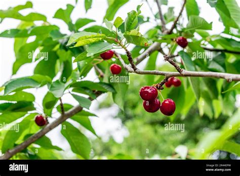 Close Up Of A Bunch Of Cherries On The Branch Of A Cherry Tree Red