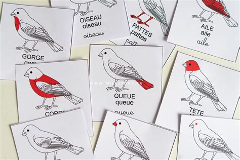 Activités Maternelle Oiseaux Cartes Nomenclature Oiseaux