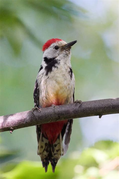 Woodpecker in Natural Habitat Picoides Pubescens Stock Photo - Image of ...