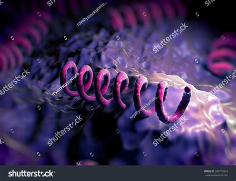 Treponema Pallidum Bacteria Stock Photo 389770453 : Shutterstock