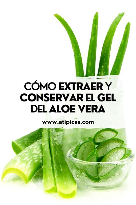 C Mo Extraer Y Conservar El Gel Del Aloe Vera Loe Aloe Vera Gel De