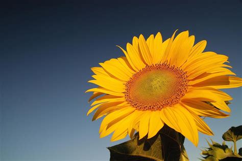 Sunflower field view 12692056 Stock Photo at Vecteezy