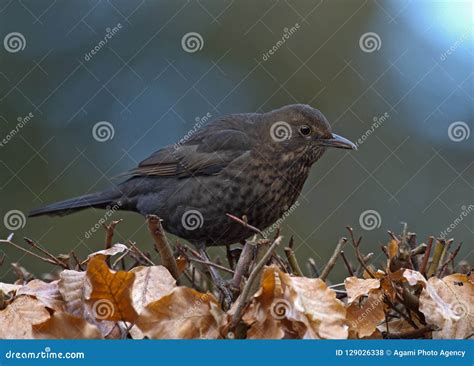 merel common blackbird turdus merula stock photo image