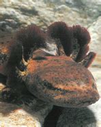 Common Mudpuppy | NatureRules1 Wiki | Fandom