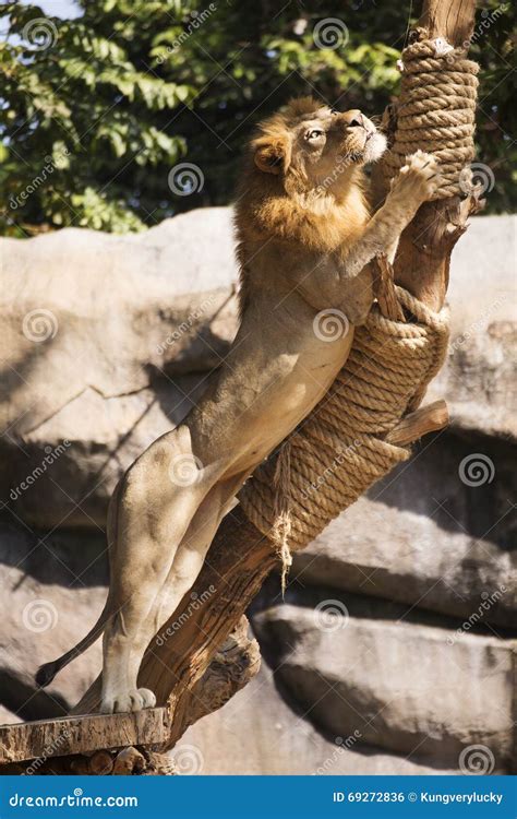 Lion Climb On The Tree Stock Photo Image Of African 69272836