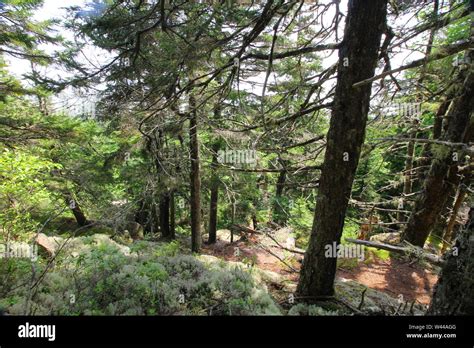 Anvil Trail, Acadia National Park, Maine Stock Photo - Alamy