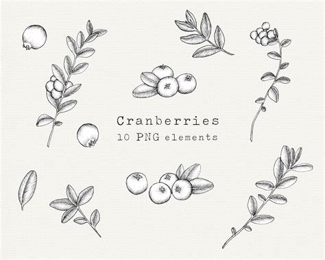 Cranberry PNG Clip Art Bundle, Hand Drawn Cranberries Illustration ...