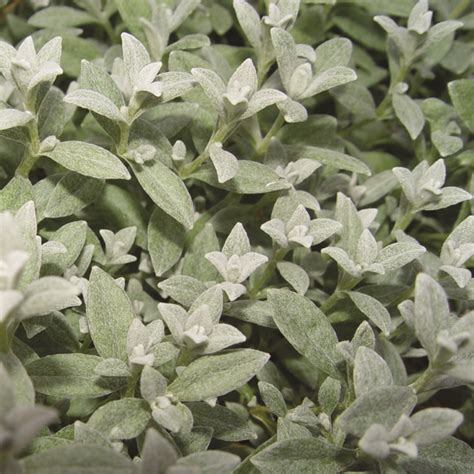 Cerastium Tomentosum Van Berkum Nursery