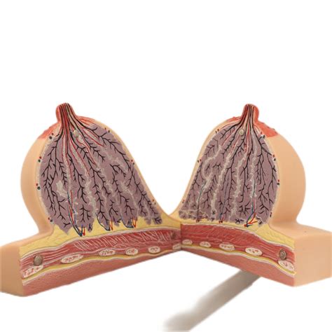 High Reproduction And Accuracy Medical Teaching Models Mammary Gland In