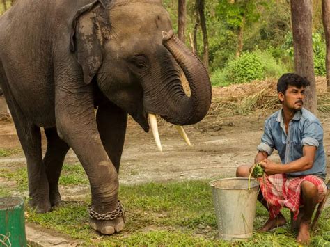 All About Theppakadu Elephant Camp From Oscar Winner ‘the Elephant