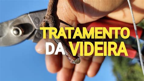 Cuidado E Tratamento Da Videira Youtube