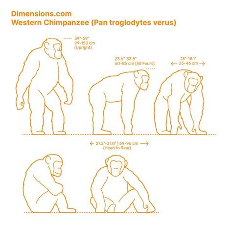 Western Chimpanzee: A Fascinating Species of Western Africa