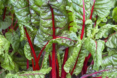 chard   grow care   overwinter plantura