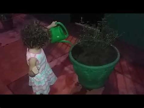 Cuidando das plantinhas da vovó YouTube