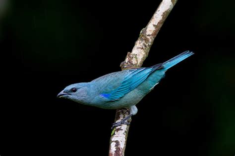 Foto Sanha O De Encontro Azul Thraupis Cyanoptera Por Constantino