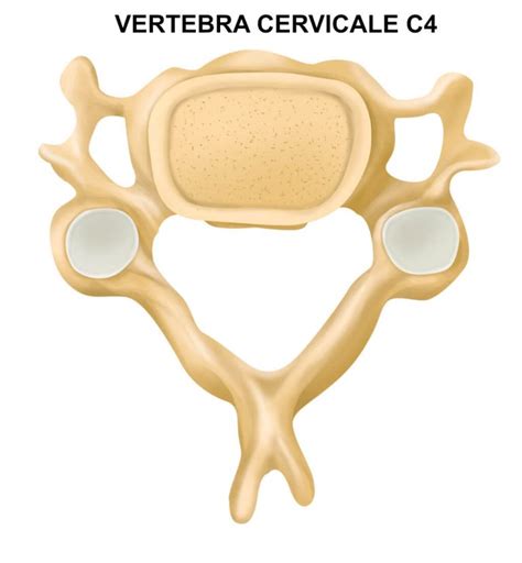 Le 7 Vertebre Cervicali LEG Srl STP Radiografie A Domicilio