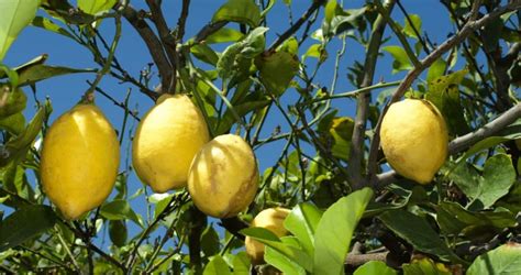 La Pianta Di Limone Coltivazione E Caratteristiche OdC