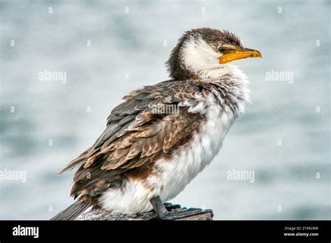 Juvenile Cormorant Hi Res Stock Photography And Images Alamy