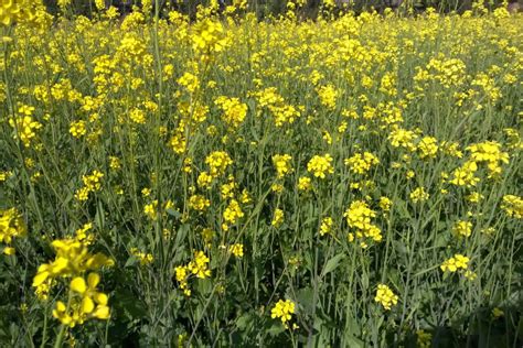 What is Mustard? How to Plant, Grow, and Harvest Mustard Greens ...